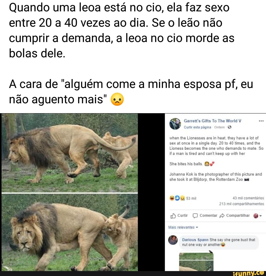 Quando uma leoa está no cio, ela faz sexo entre 20 a 40 vezes ao dia. foto