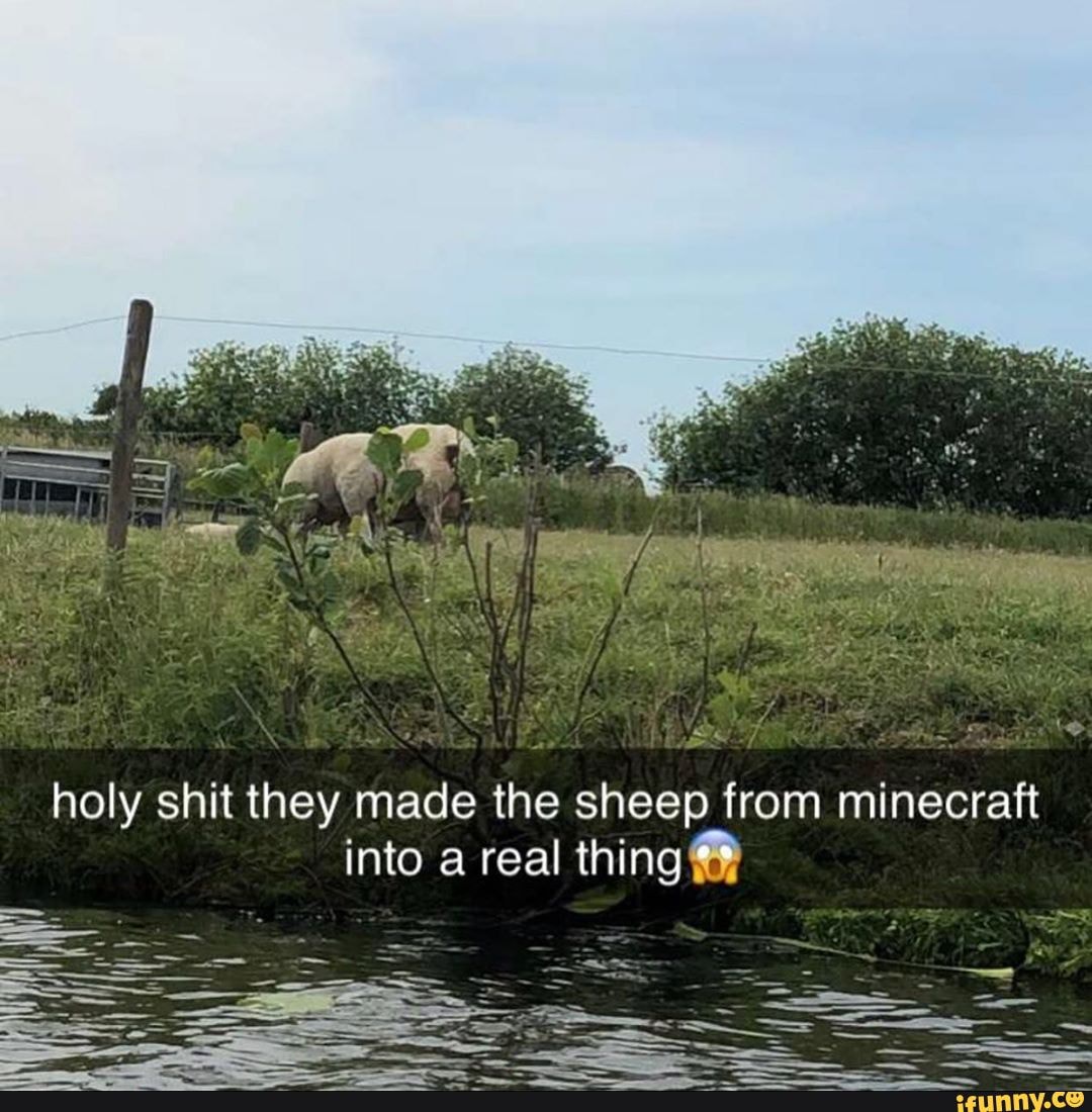 Holy shit they made the sheep from minecraft into a real thing - iFunny