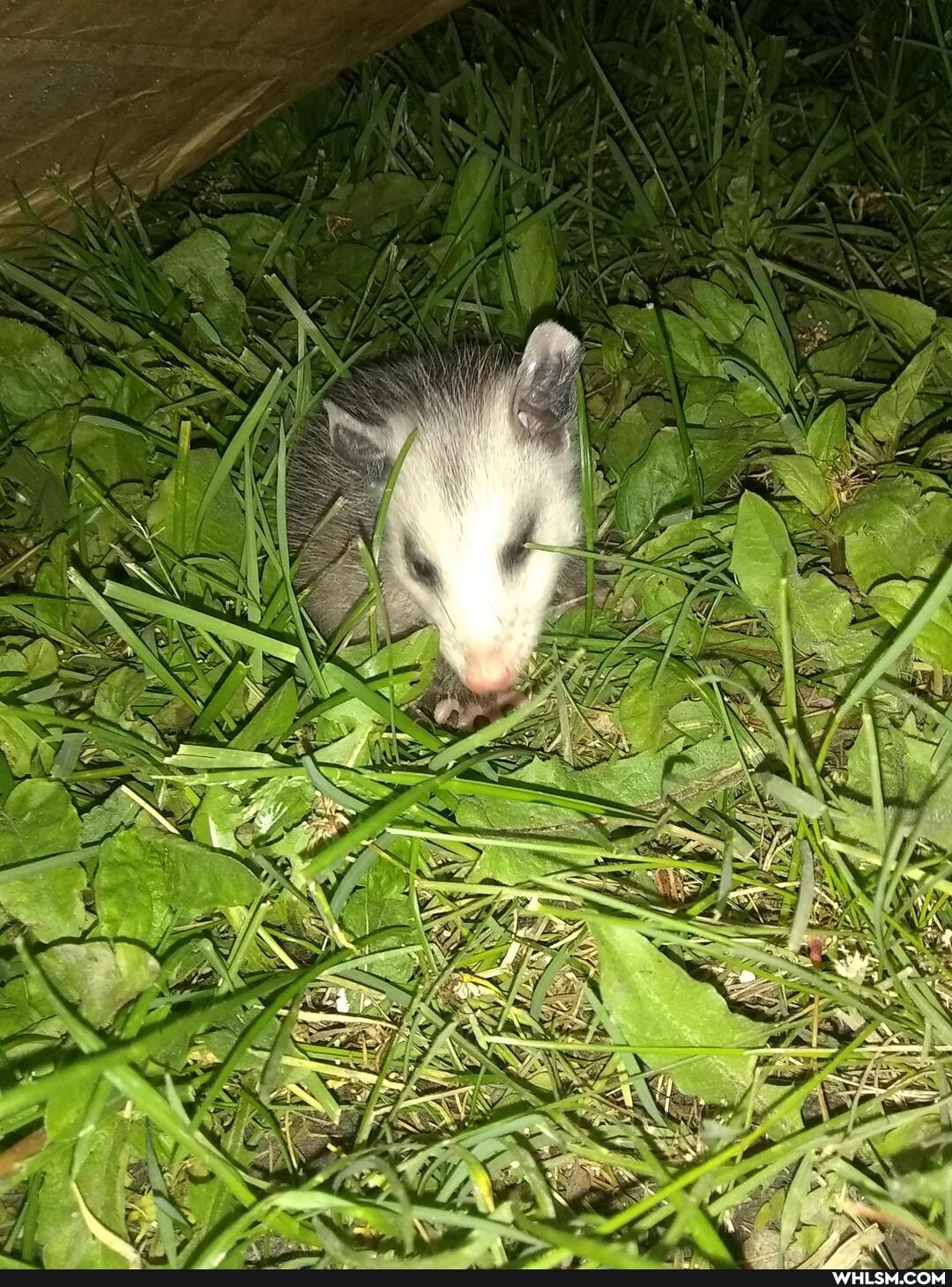 possum, baby_animals, wildlife, helpmeimgur, allanimalsareimportant