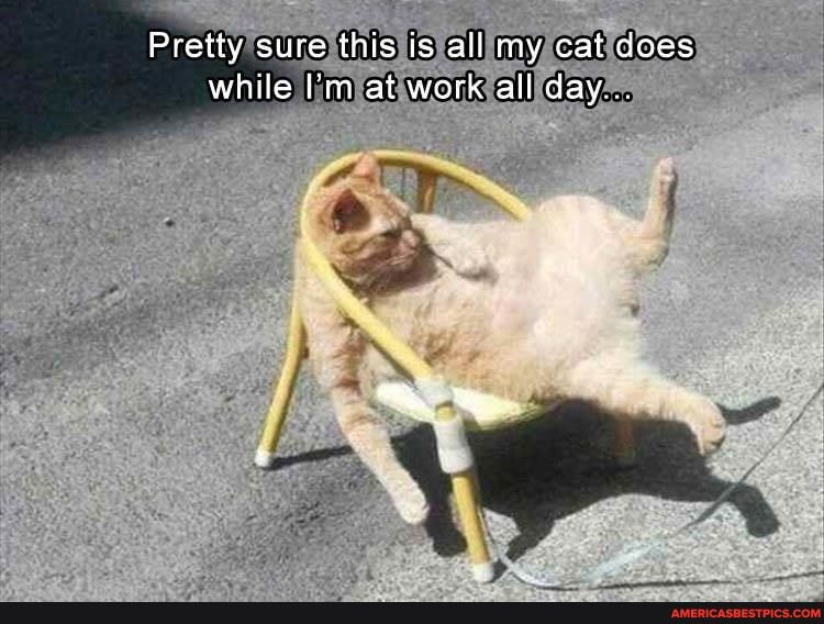 Pretty sure this is all my cat does while at work all day...