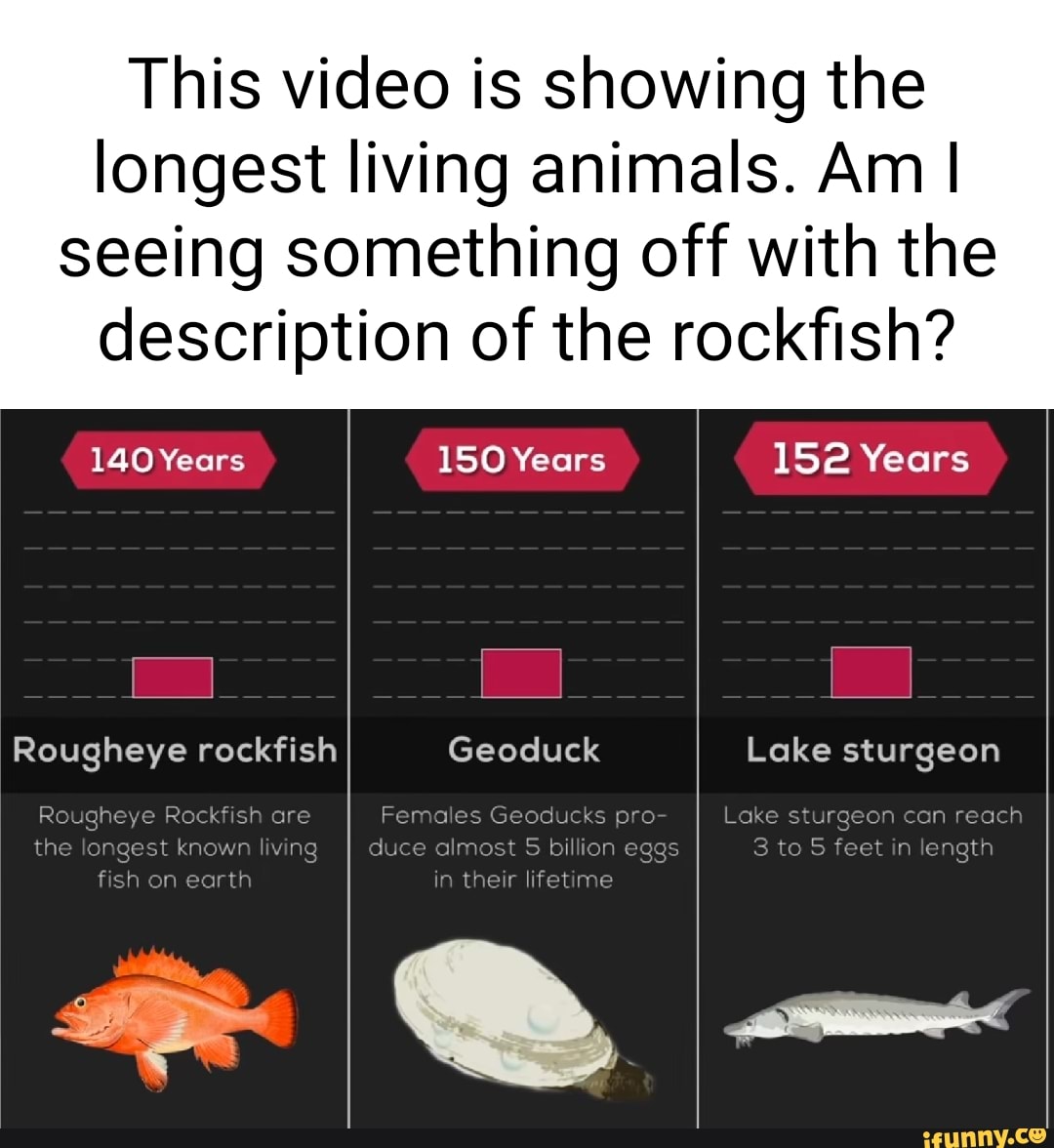 Rougheye memes. Best Collection of funny Rougheye pictures on iFunny