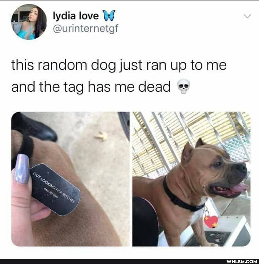 love BY
@urinternetgf
this random dog just ran up to me and the tag has me dead