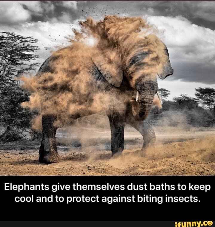 Elephants give themselves dust baths to keep cool and to protect