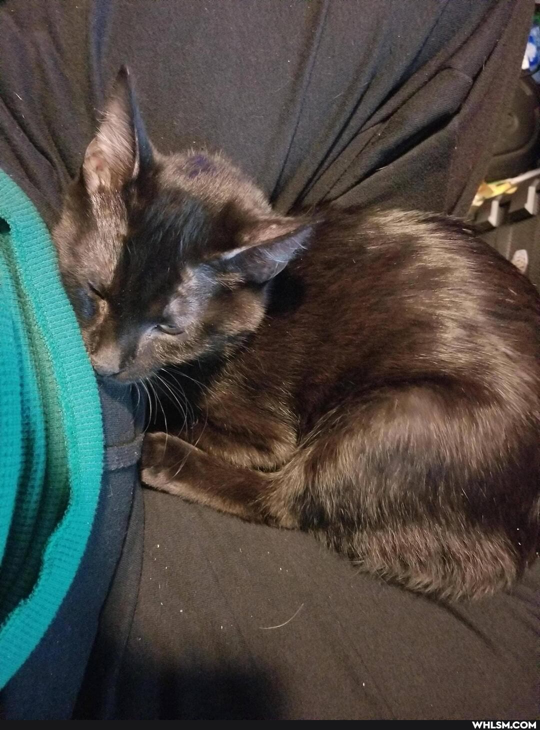 cat, aww, kitten