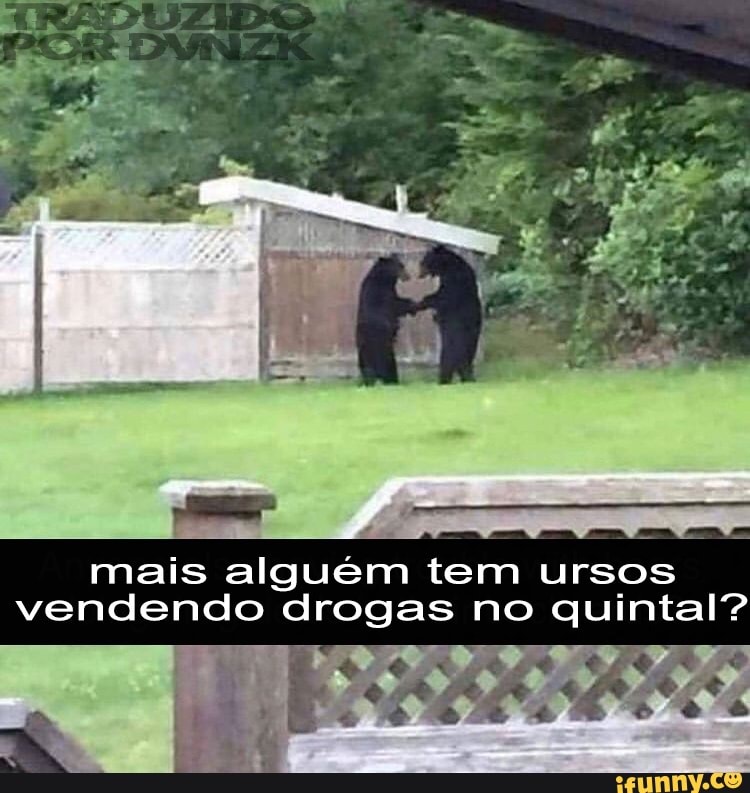 mais alguém tem ursos vendendo drogas no quintal?