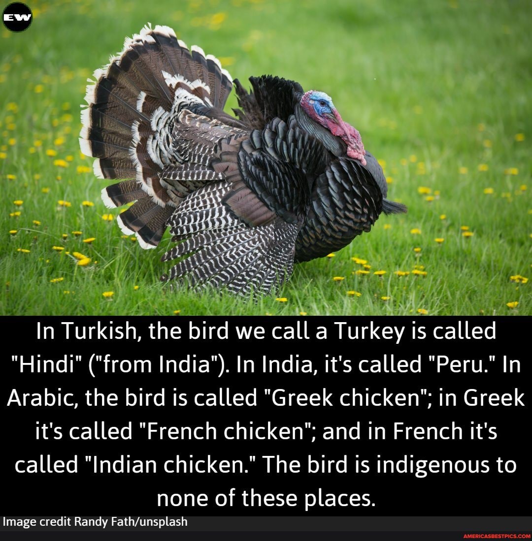 nw
In Turkish, the bird we call a Turkey is called
"Hindi" ("from India'). In India, it's called "Peru." In
Arabic, the bird is called "Greek chicken"; in Greek
it's called "French chicken"; and in French it's called "Indian chicken." The bird is indigenous to none of these places.