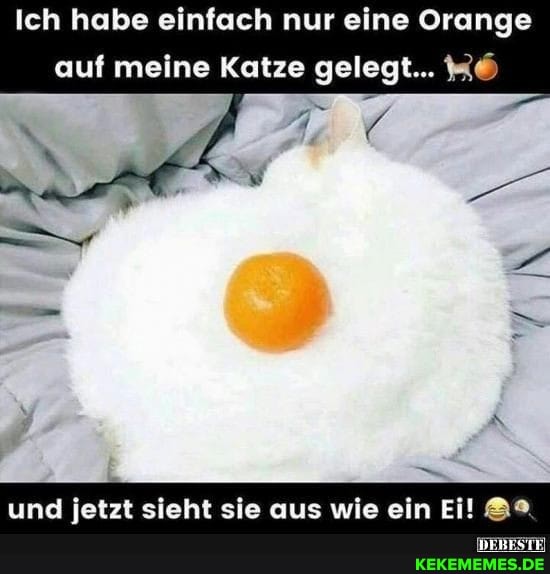Ich habe einfach nur eine Orange auf meine Katze gelegt...
und jetzt sieht sie aus wie ein Ei!