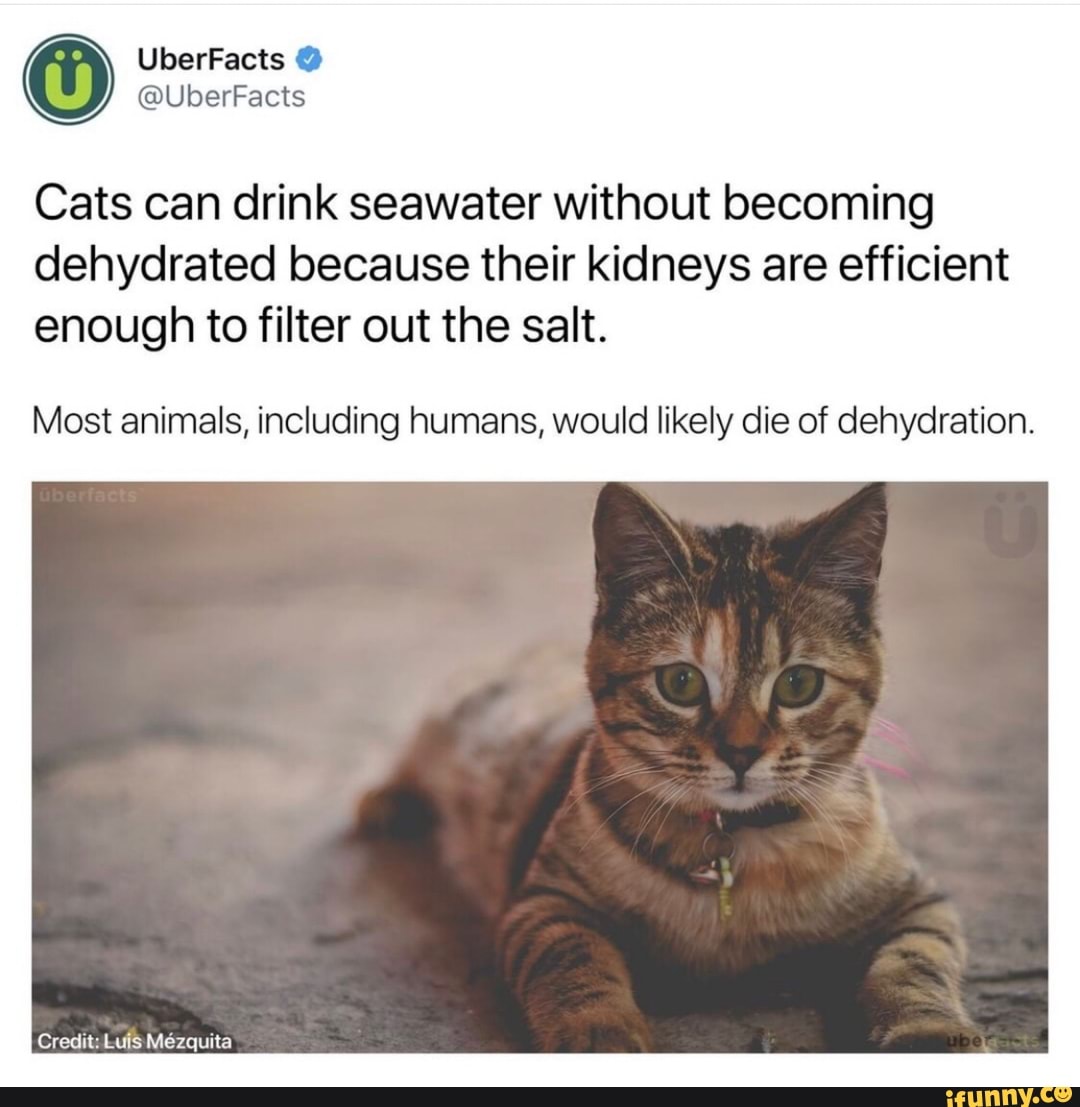 Cats can drink seawater without becoming
dehydrated because their kidneys are efficient
enough to filter out the salt.
Most animals, including humans, would likely die of dehydration.