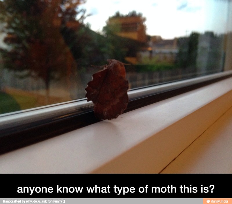 anyone know what type of moth this is? - anyone know what type of moth this is?
