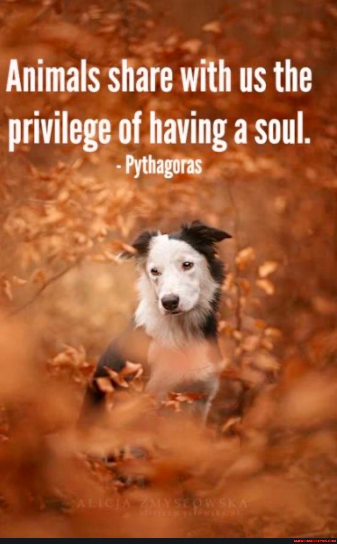 Animals share with us the privilege of haying soul
Pythagoras