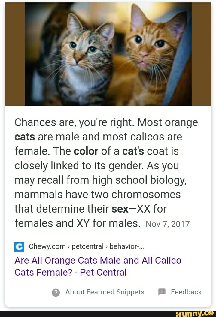 Chances are, you're right. Most orange cats are male and ...