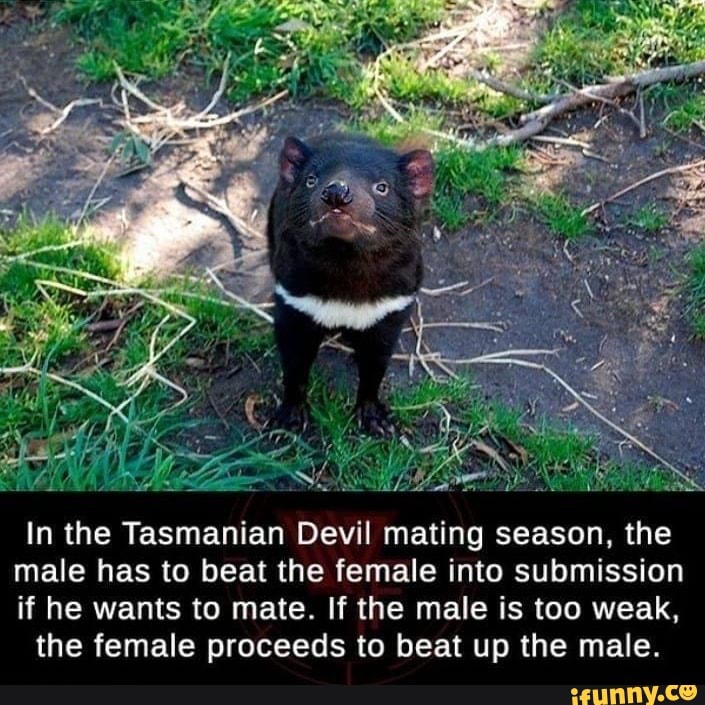 In the Tasmanian Devil mating season, the male has to beat the female