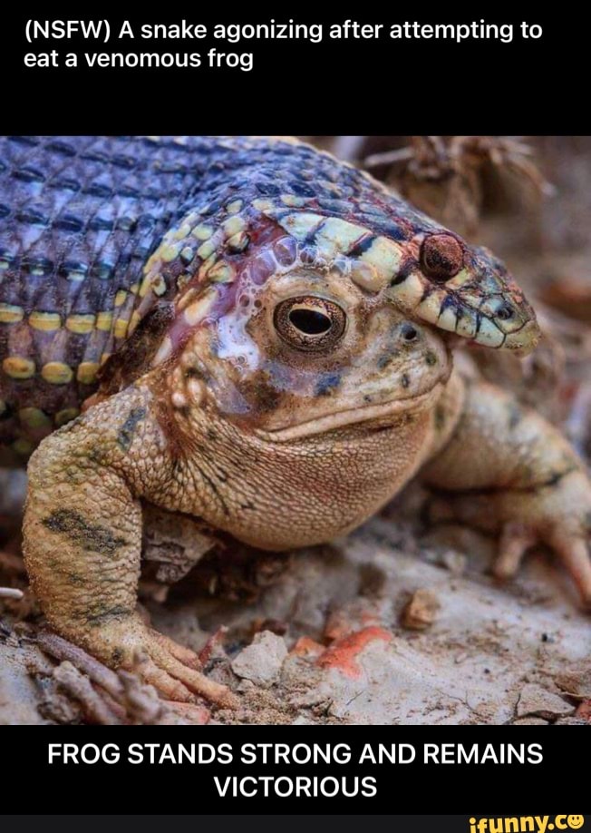 (NSFW) A snake agonizing after attempting to eat a venomous frog
FROG STANDS STRONG AND REMAINS VICTORIOUS - FROG STANDS STRONG AND REMAINS VICTORIOUS