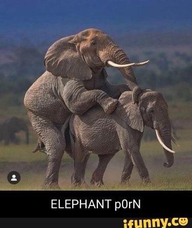 Elephantporn - SS ELEPHANT pOrN - iFunny