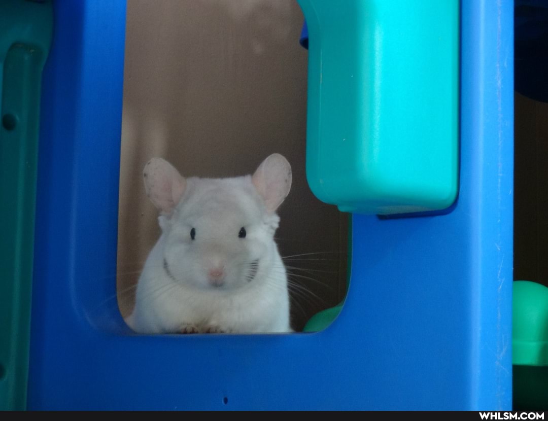 musichilla, cute_animal
