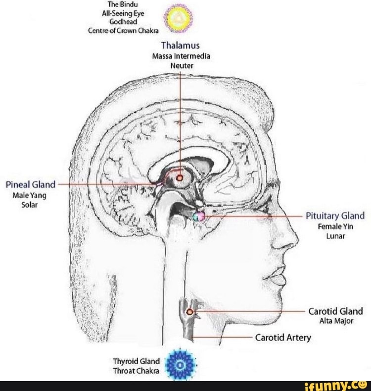 Медитация шишковидной железы. Гипофиз и шишковидная железа. Шишковидная чакра. Шишковидная железа чакра. Шишковидная железа 3 глаз.