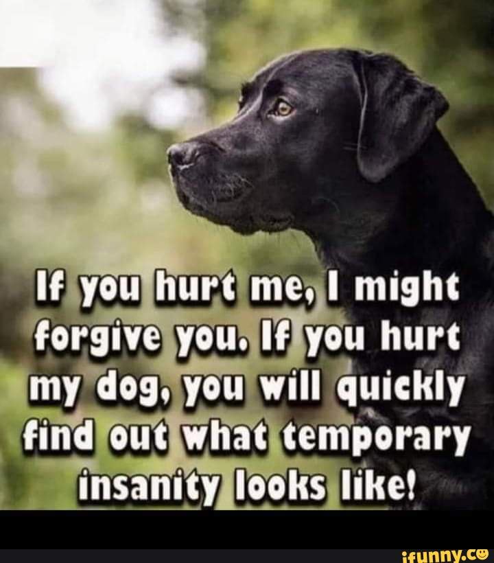 can a dog forgive you