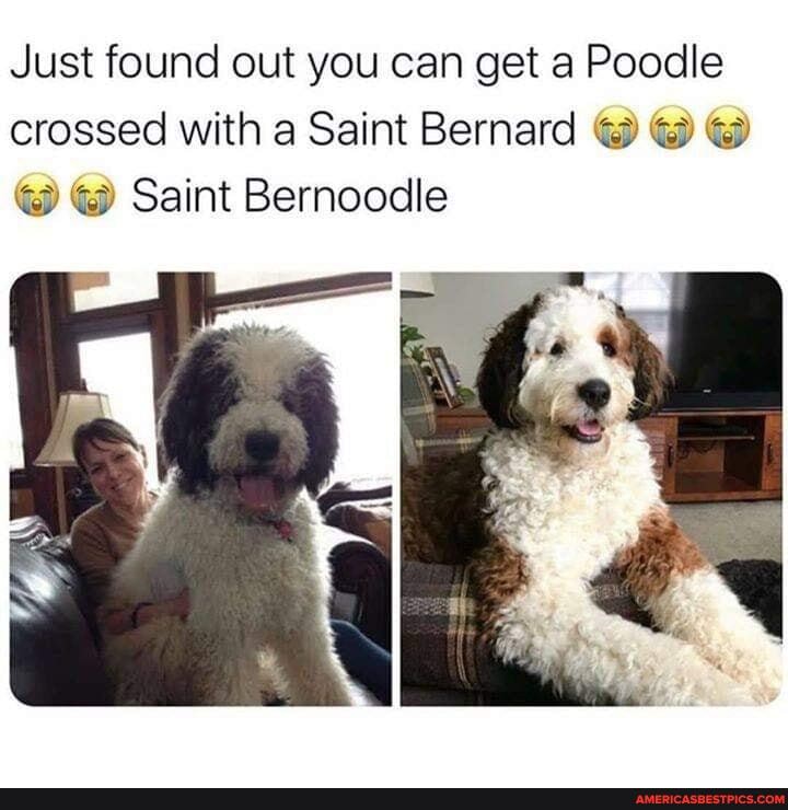 Just found out you can get a Poodle crossed with a Saint Bernard
Saint Bernoodle