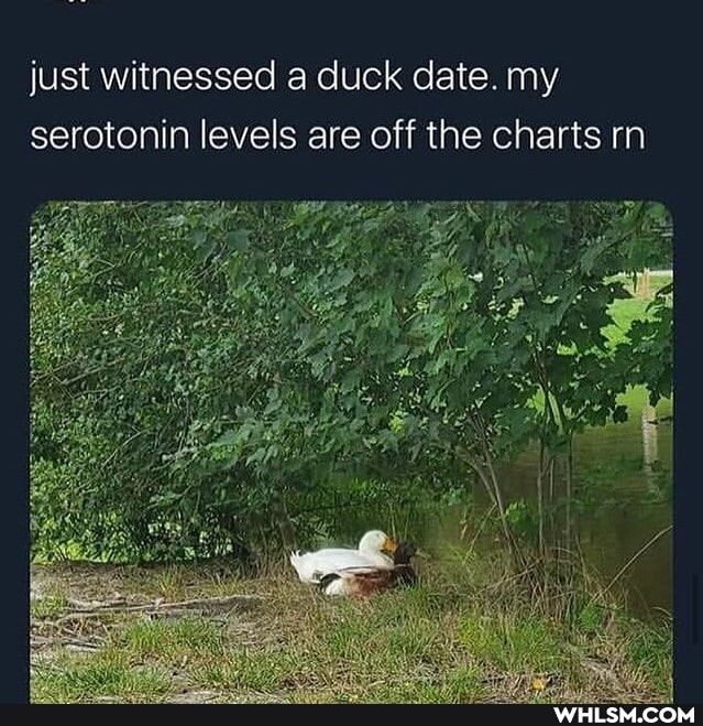 just witnessed a duck date. my serotonin levels are off the charts rn