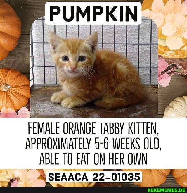 FEMALE ORANGE TABBY KITTEN, APPROXIMATELY 5-6 WEEKS OLD, ABLE TO EAT ON HER OWN 
