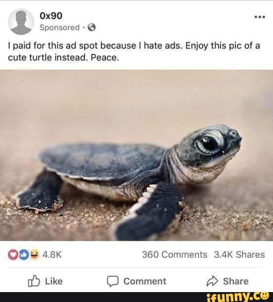 Sponsored Y
I paid for this ad spot because I hate ads. Enjoy this pic of a
cute turtle instead. Peace.