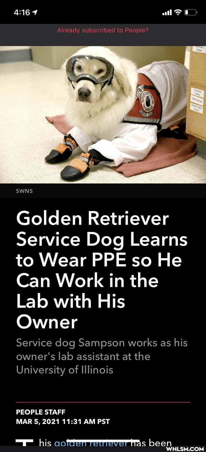 all>
Already subscribed to People?
SWNS
Golden Retriever
Service Dog Learns to Wear PPE so He
Can Work in the
Lab with His
Owner
Service dog Sampson works as his owner's lab assistant at the
University of Illinois
PEOPLE STAFF MAR 5, 2021 AM PST