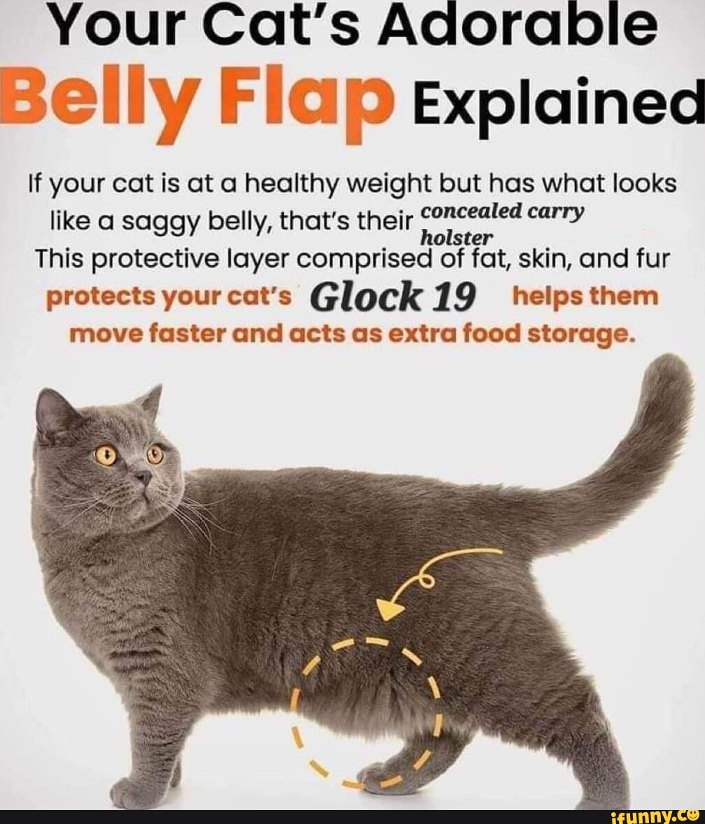 your-cat-s-adorable-belly-flap-explained-if-your-cat-is-at-a-healthy