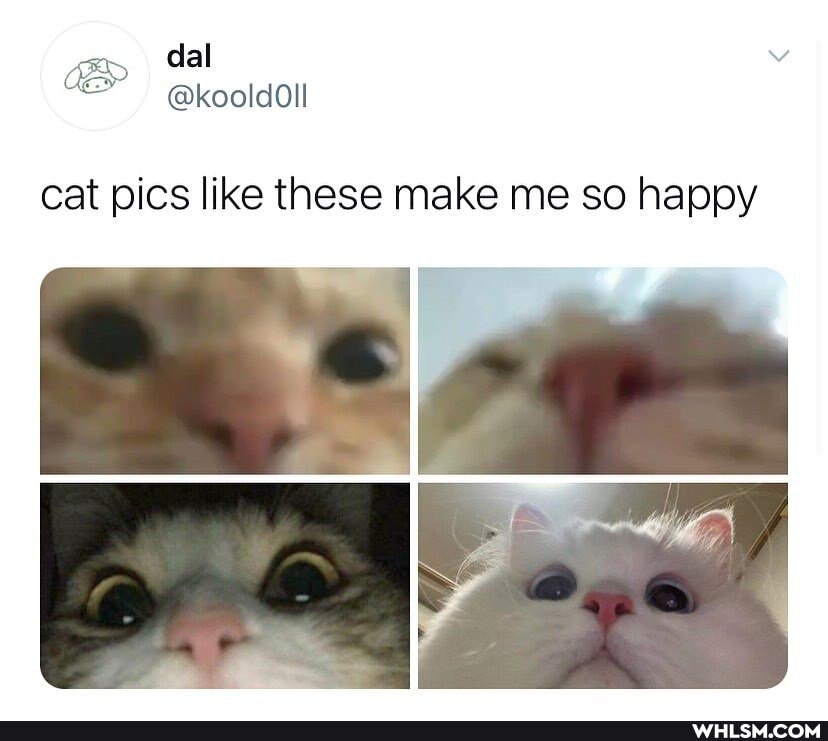 cat pics like these make me so happy