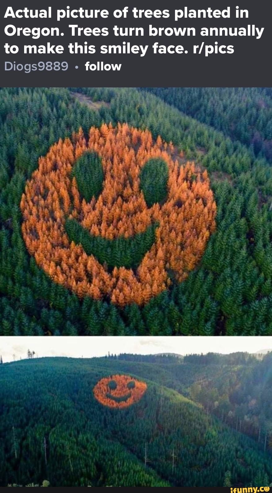 actual-picture-of-trees-planted-in-oregon-trees-turn-brown-annually-to