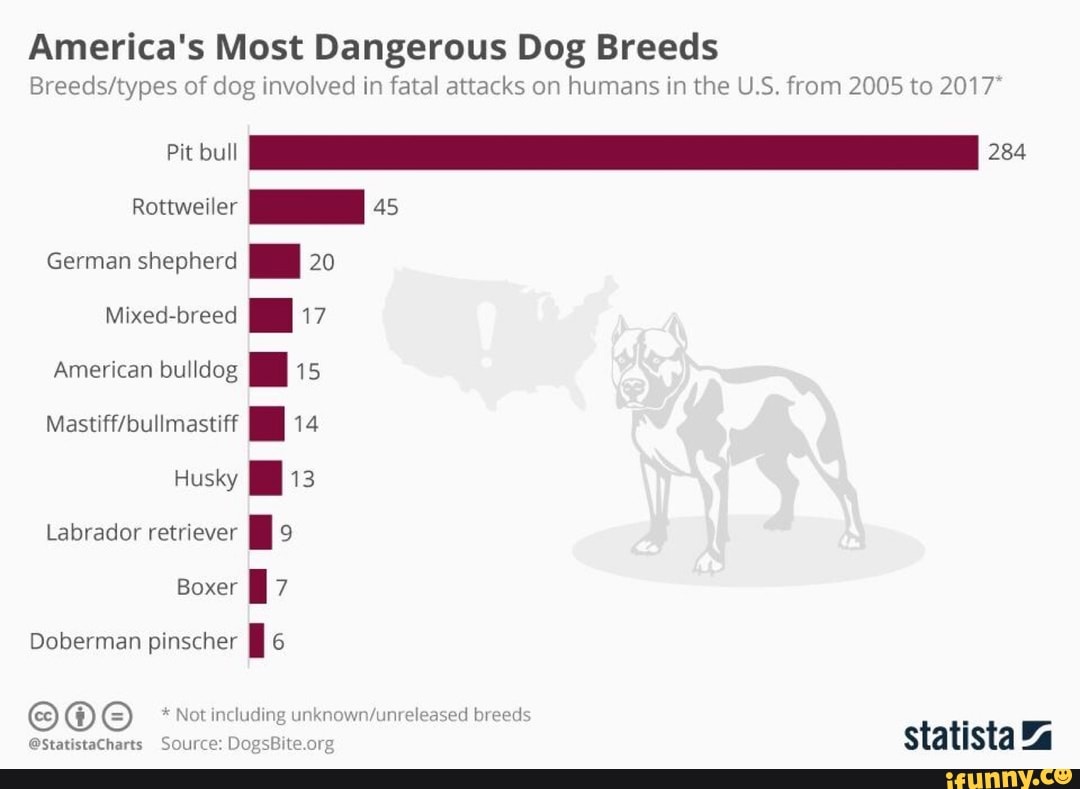 America's Most Dangerous Dog Breeds
Breeds/types of dog ”wowed in fatal attacks on humans In
Lhe U S. from 2005 [o 2017
Rottweiler
I 45
German shepherd I 20
Mixed-breed . 17
American bquog I 15
Masumbuumastiff
I 14
Husky I ‘13
Labrador retriever
I 9
Boxer
I 7
Doberman pinscher I 6