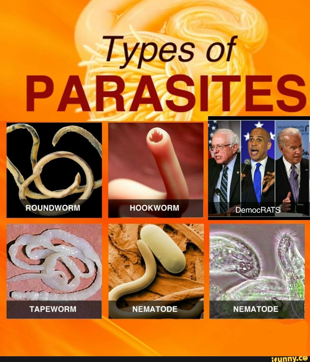 NEMATODE fe} NEMATODE Types of PARASITES ROUNDWORM TAPEWORM - iFunny