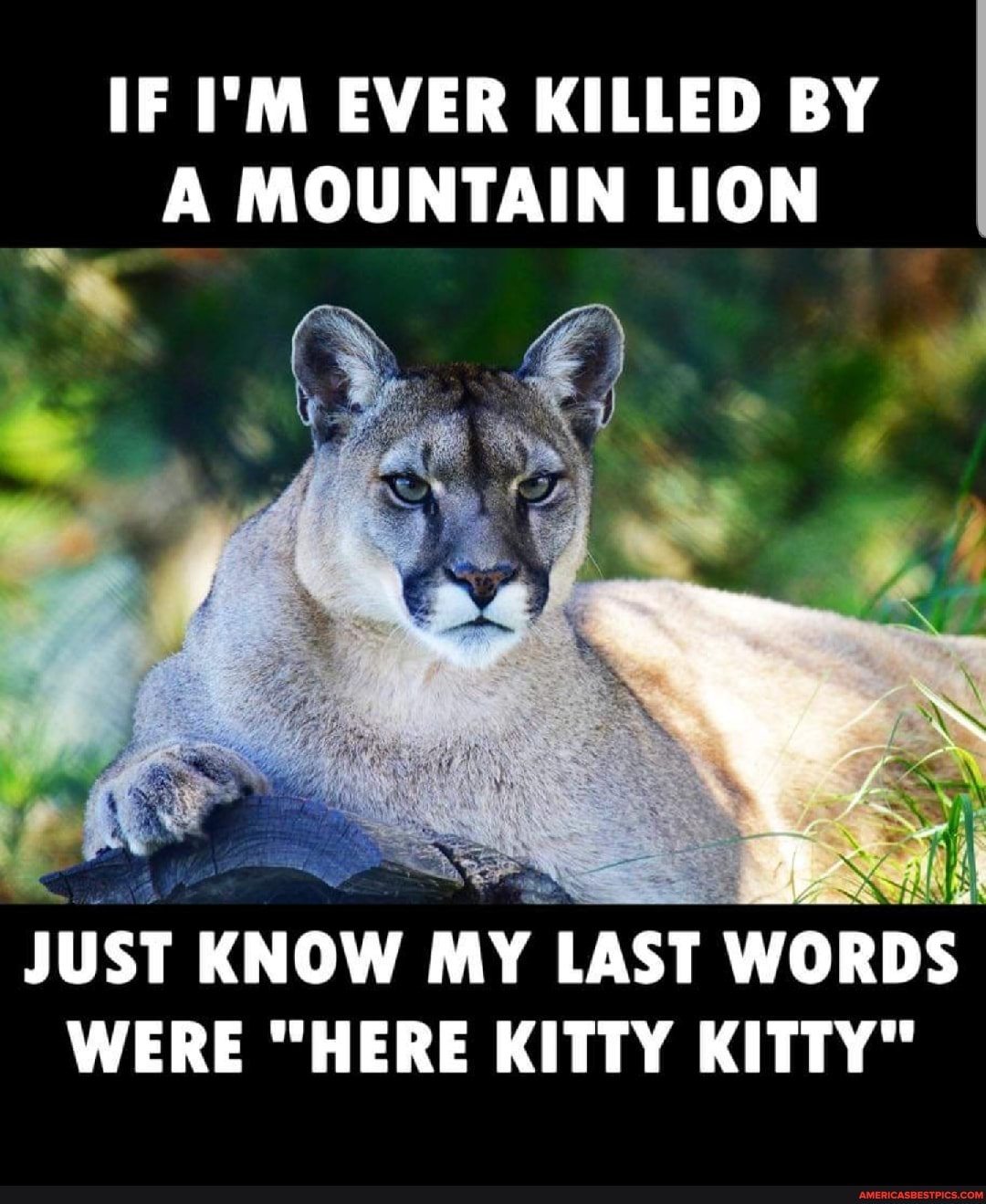 IF I'M EVER KILLED BY A MOUNTAIN LION
JUST KN
JUST OW MY LAST WORDS WERE "HERE KITTY KITTY"