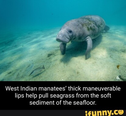 West Indian manatees' thick maneuverable lips help pull seagrass from ...