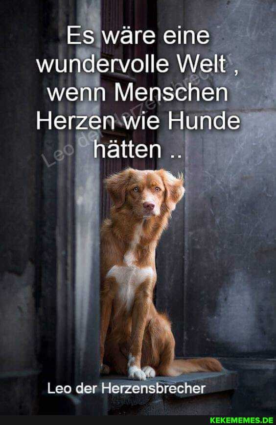Es wäre eine wundervolle Welt wenn Menschen
Herzen wie Hunde hätten
Leo der Herzensbrecher