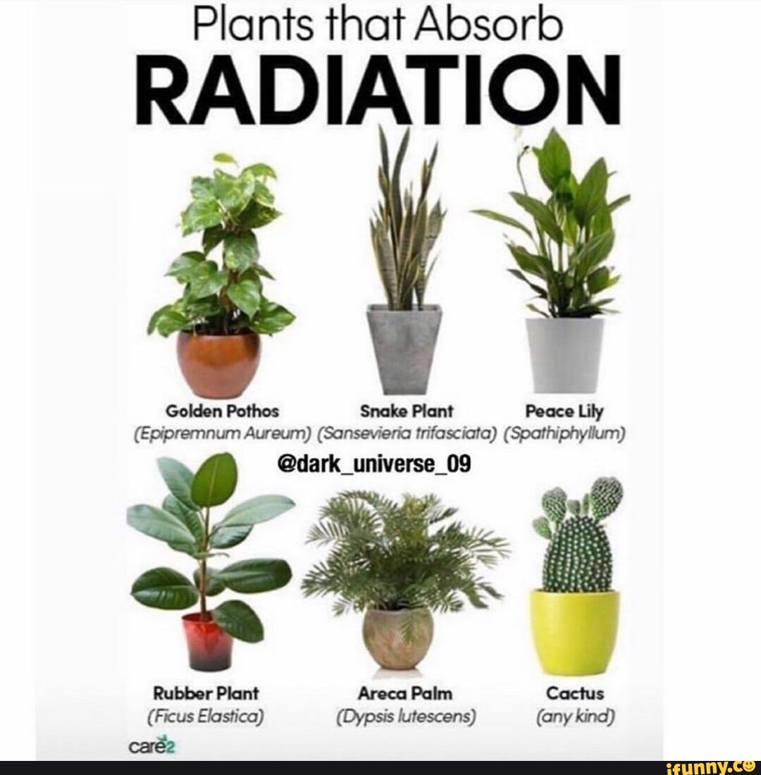 Plants That Absorb Radiation Golden Pothos Snake Plant Peace Lily 