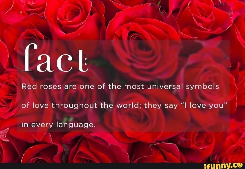 Fact Red roses are one of the most universal symbols of love throughout ...