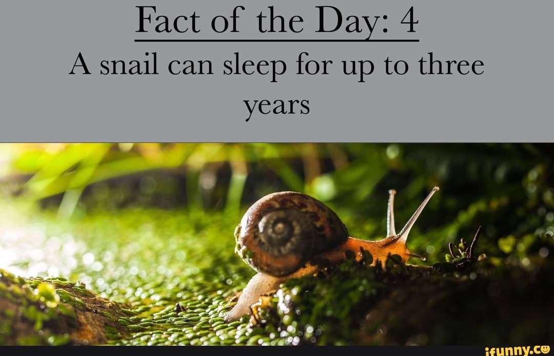 Day A snail can sleep for up to three years iFunny