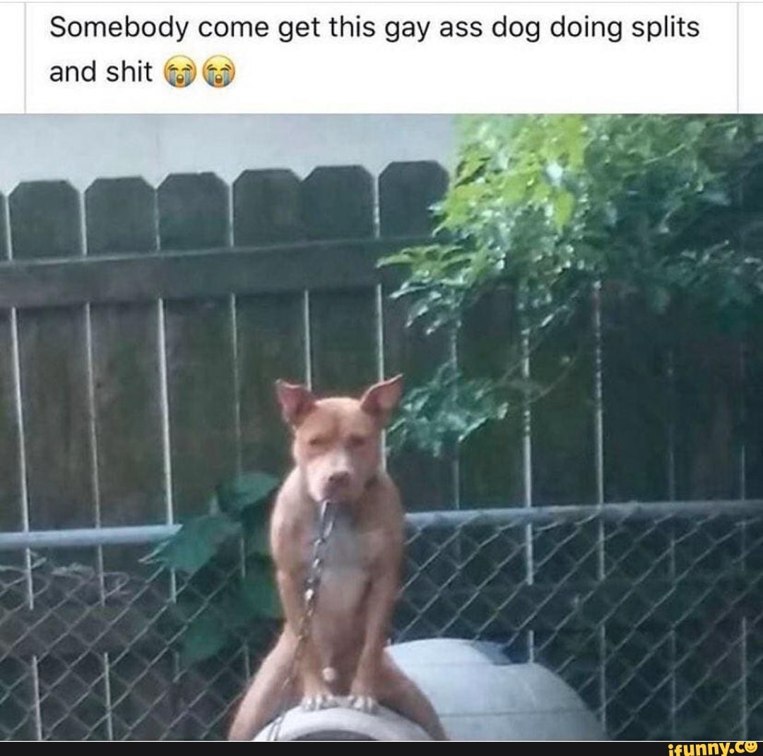 Gay doggie dick in ass
