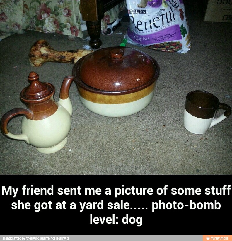 Po
My friend sent me a picture of some stuff
she got at a yard sale..... photo-bomb
level: dog - My friend sent me a picture of some stuff she got at a yard sale..... photo-bomb level: dog