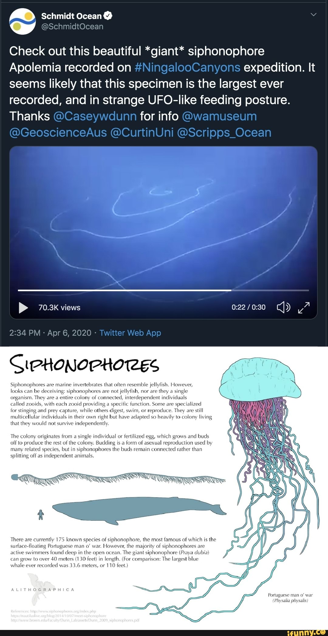 Check out this beautiful *giant* siphonophore Apolemia recorded on ...