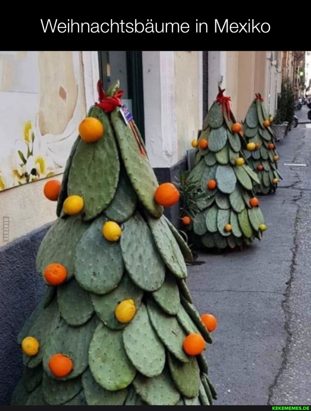 Weihnachtsbäume in Mexiko