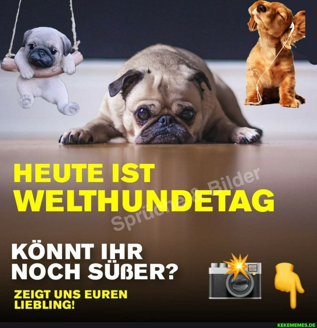 WELTHUNDETAG
KÖNNT IHR NOCH SÜßER?
ZEIGT UNS EUREN LIEBLING!