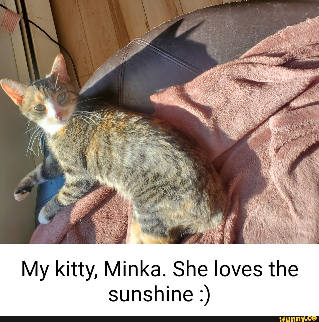 Minka MinkA Cat Cat