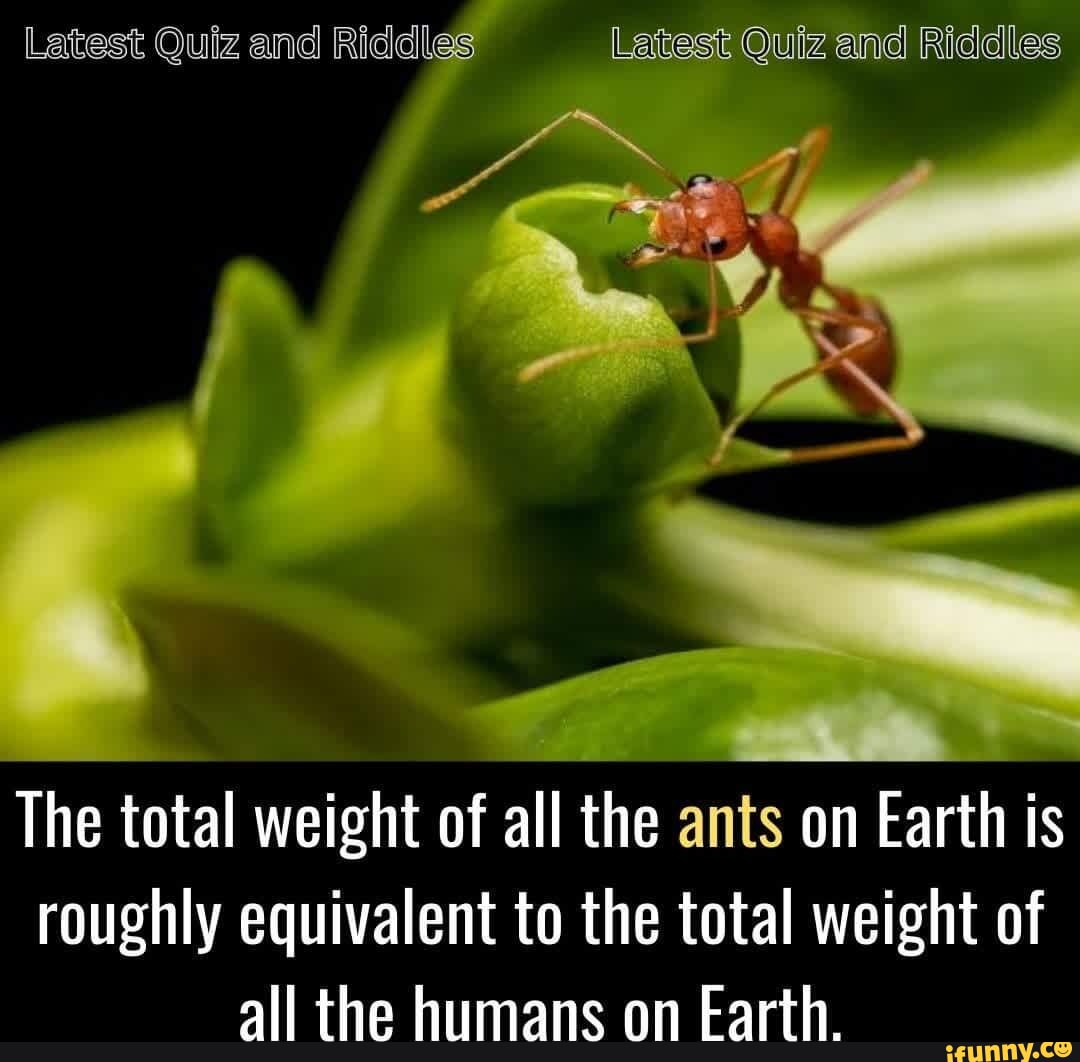 Latest Quiz and Riddles Latest Quiz and Riddles The total weight of all ...