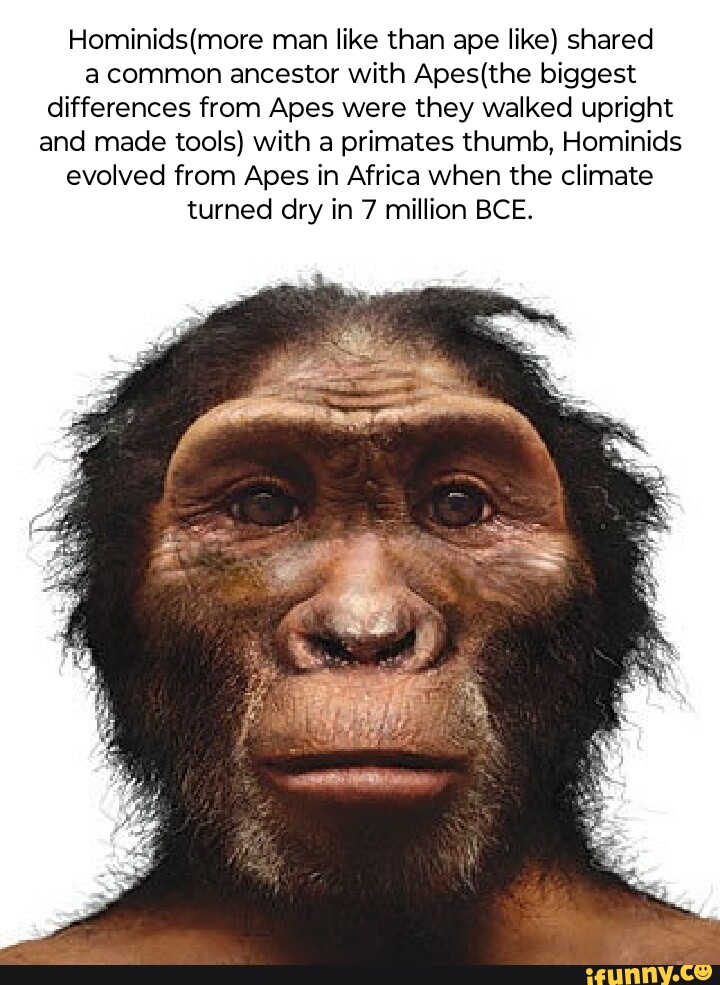 Man like than ape like) shared a common ancestor with biggest ...