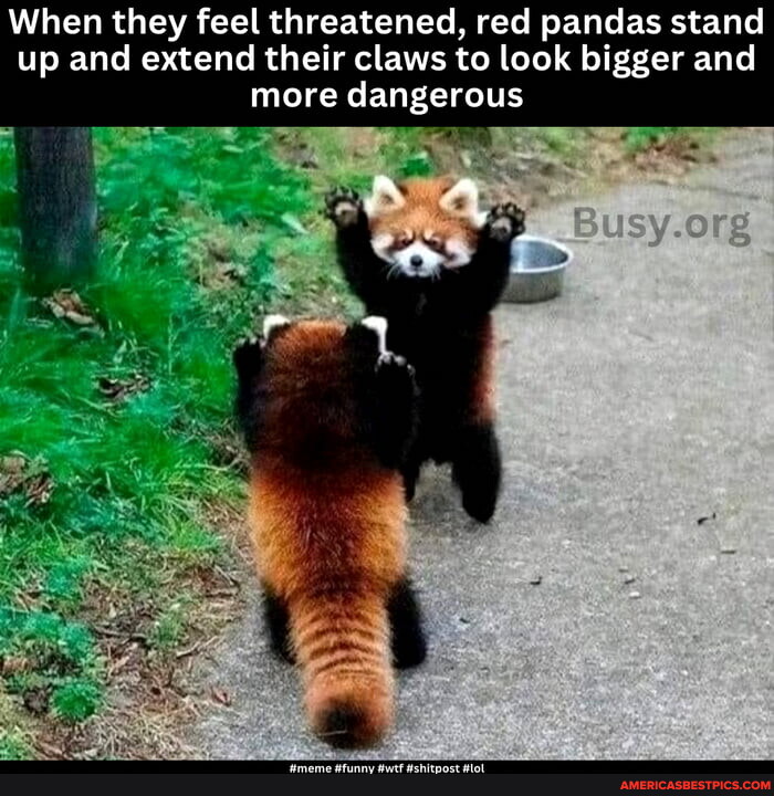 Pandas memes. Best Collection of funny Pandas pictures on America's best  pics and videos
