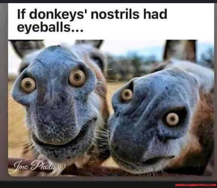 If donkeys' nostrils had eyeballs...