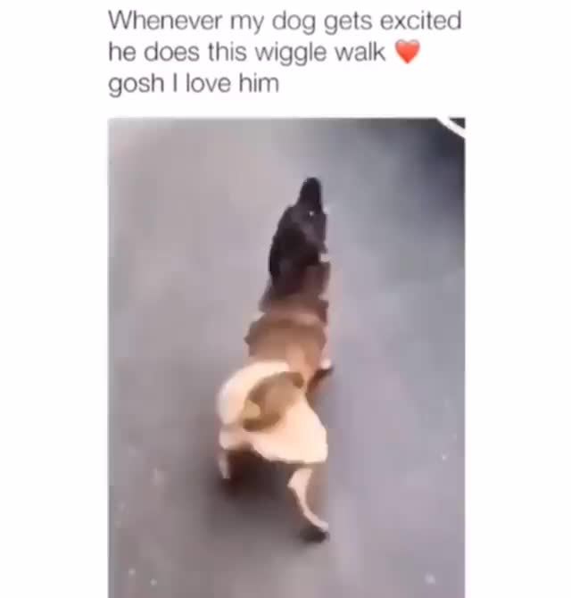 my wiggling walking pup