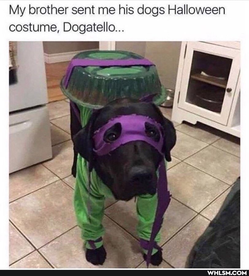 My brother sent me his dogs Halloween costume, Dogatello...