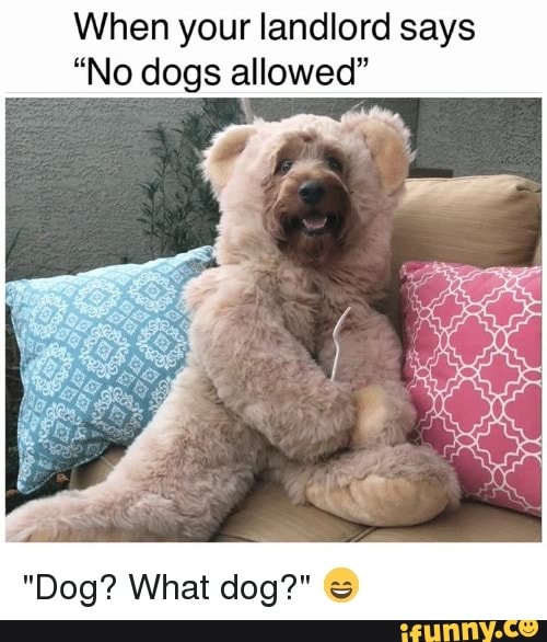 When your landlord says
"No dogs allowed"
"Dog? What dog?"